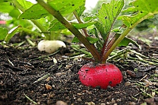 How to plant and grow radishes outdoors?