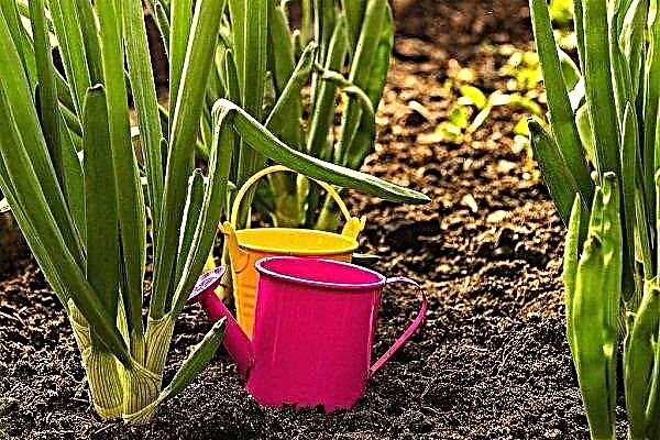 Quais fertilizantes devem ser aplicados na alimentação de cebolas cultivadas em penas?