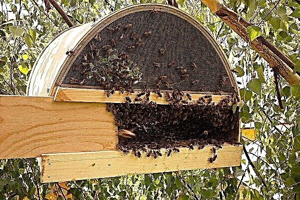 DIY methods of making a swarm for bees