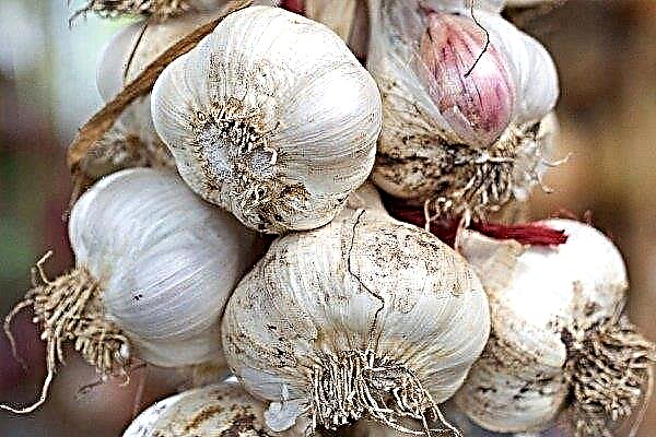 20 best varieties of spring garlic