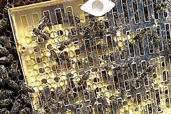 Hatching queen bees with the Nicot system