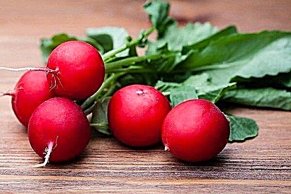 Features of radish Sora and its cultivation
