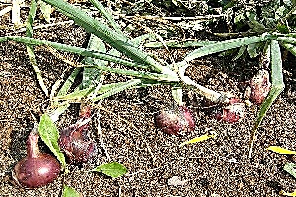 Como cultivar cebolas da Criméia corretamente?