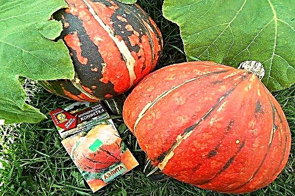 Features of pumpkin Sweetie and rules for caring for the variety