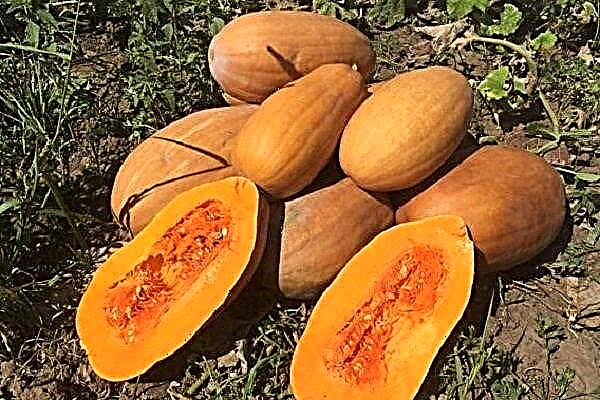 Pumpkin Vitamin - late-ripening variety with a high content of carotene