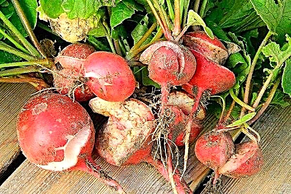 Symptoms of diseases and pests of radish. Methods of control and prevention