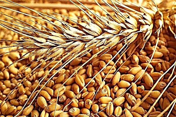 What is feed wheat? Features of selection and use