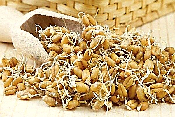 How to germinate wheat at home?