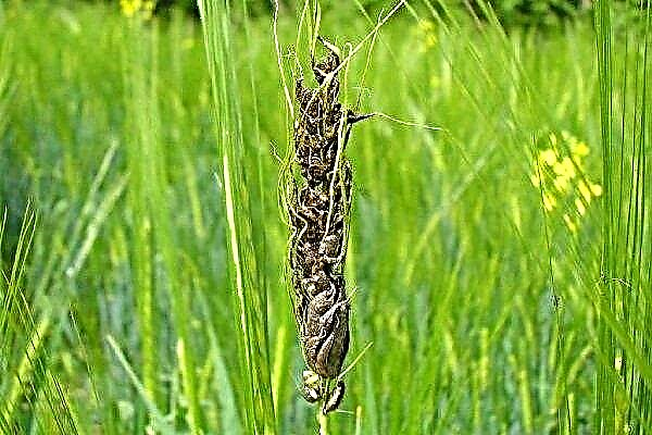 The main diseases and pests of barley