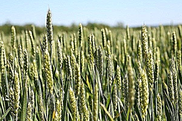 Saratov wheat characteristics and cultivation technology
