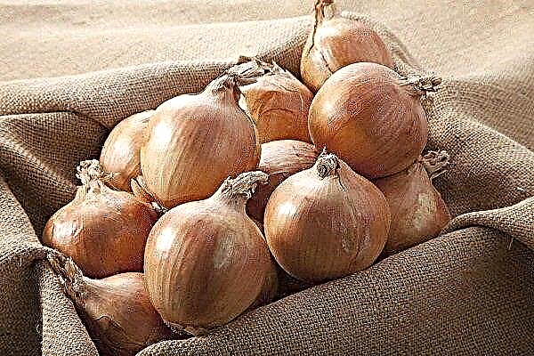 The most effective ways to store onions