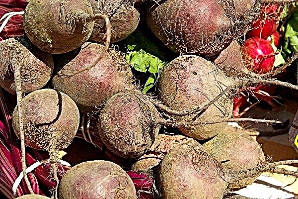 What is the difference between sugar beet and fodder?
