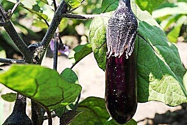 The main diseases and pests of eggplant. Methods of control and prevention
