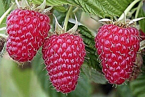 Deskripsi tentang varietas raspberry Gusar dan rahasia penanamannya