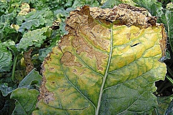 Common diseases and pests of beets