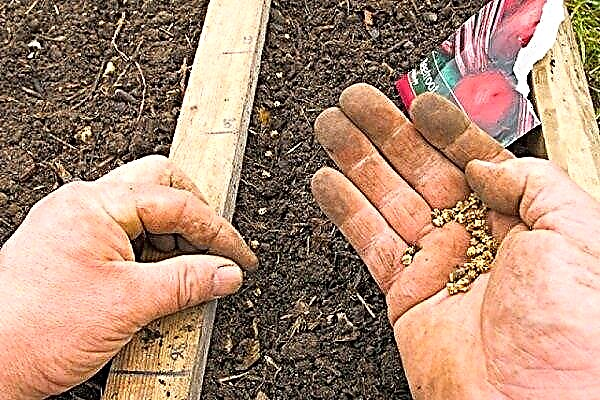 Cum să plantăm sfecla primăvara în pământ deschis și pentru răsaduri?