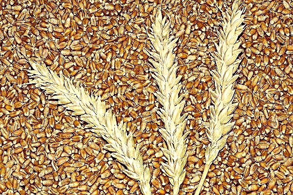 Differences and similarities between durum and soft wheat