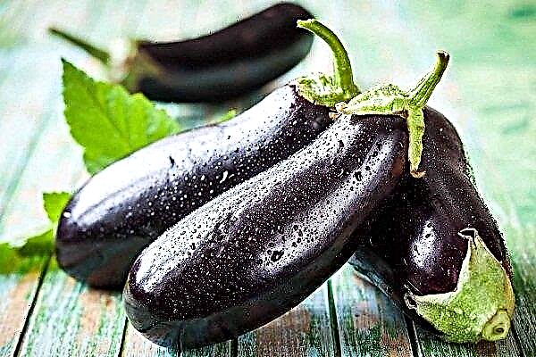 Funktioner ved plantning og dyrkning af aubergine "Almaz"