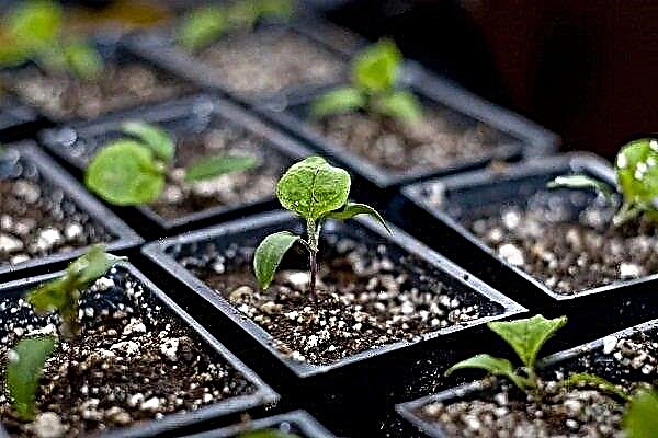 Comment planter et faire pousser correctement des plants d'aubergine?
