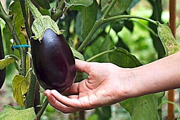 How to grow eggplant in open ground?
