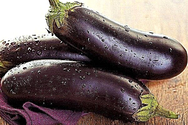 Rules for the collection and storage of the eggplant crop