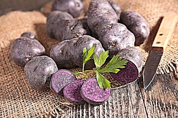 Kartupelis ar purpursarkanu mīkstumu: īpašības, kopšana, gatavošanas metodes