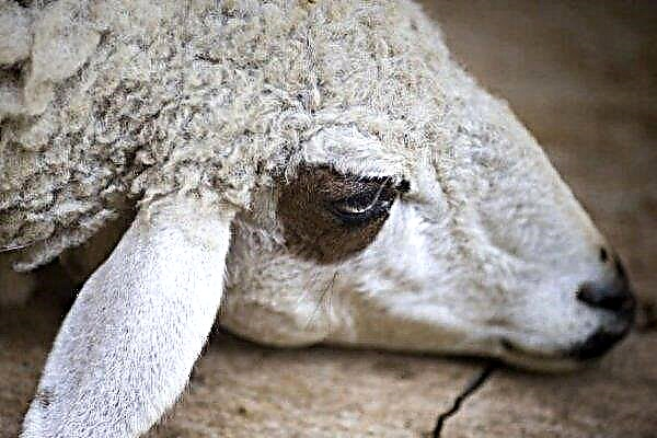 Mitkä ovat lampaiden sairaudet? Oireet ja hoito