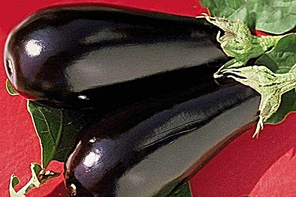 Beskrivelse af "Epic" aubergine. Plante og dyrke en hybrid