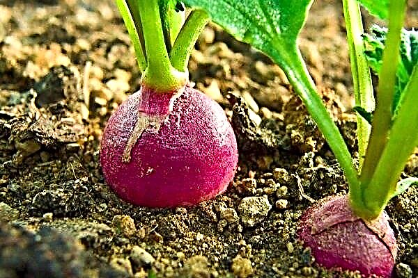 Passo a passo: Como cultivar rabanete em campo aberto?