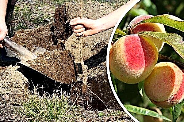 How to plant a peach in the spring?