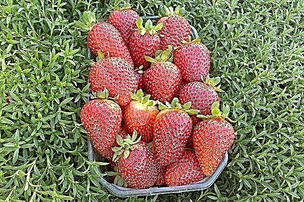 Examen de la variété de fraises - Albion