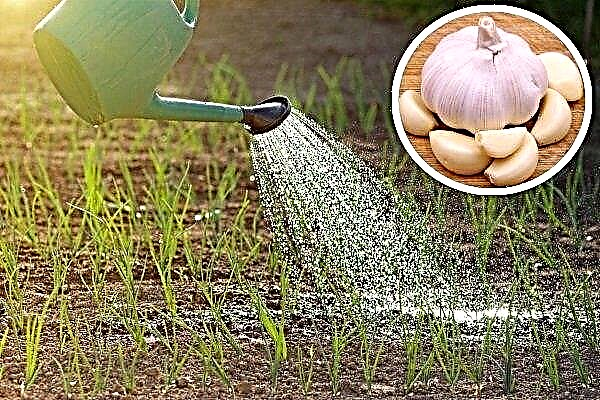 Can garlic be watered and how often should it be?