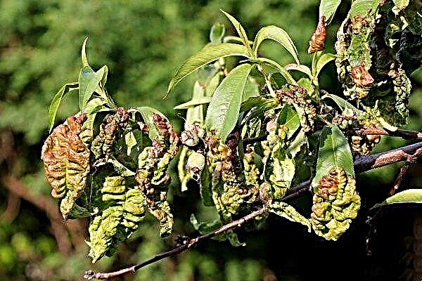 Peach leaf curl: what is this disease and how to deal with it?