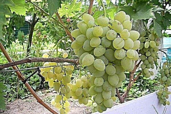 Characteristics of Rapture grapes and how to grow this variety?