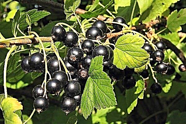 Blackcurrant Pygmy: a full description of the variety with photos and reviews