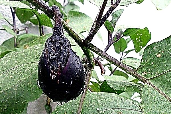 Rules for watering eggplants in the open field and greenhouse