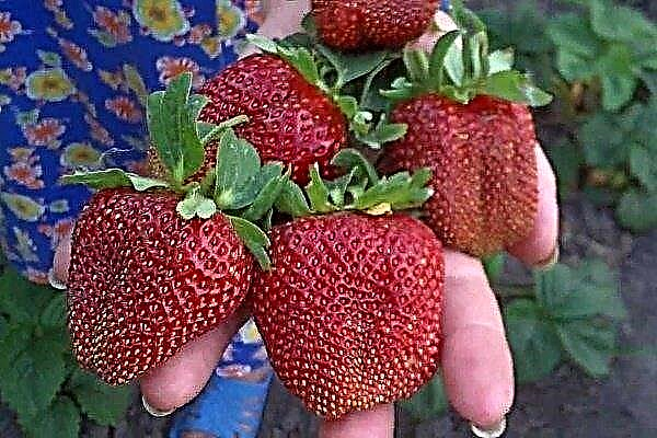 Strawberry Marshal: deskripsi variasi dan karakteristik, dengan foto dan ulasan