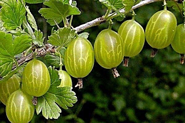 Description of the gooseberry variety Malachite and features of its cultivation