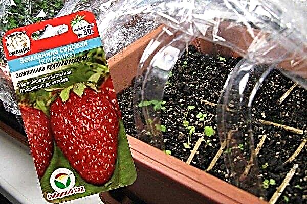 Thuis aardbeien kweken uit zaden