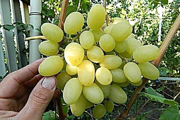 Przegląd odmiany winogron Konwalia