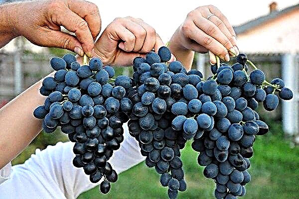 Grapes Moldova: description of the variety with characteristics, photos and reviews