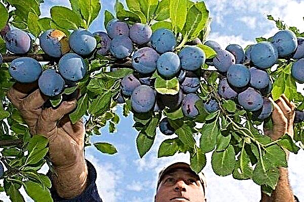 19 cele mai bune soiuri de prune auto-fertile