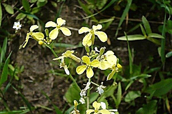 All about the culture of wild radish