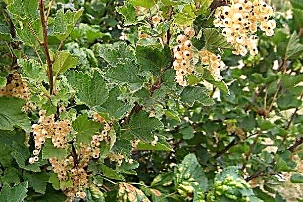 Cultivation of white currants: from planting to harvest