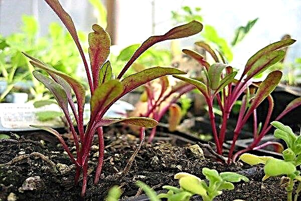 How to grow beets in a greenhouse: step-by-step instructions