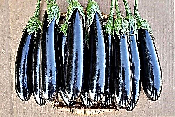 TOP-20 varieties of eggplant for Siberia