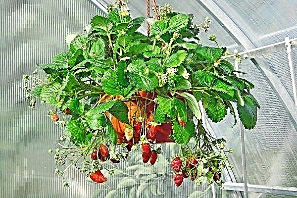 Curly strawberries: description and cultivation technique