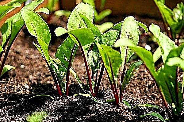 Features of growing beets by seedling method