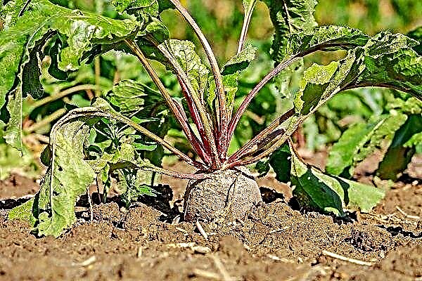 Rules for planting and growing beets in the garden