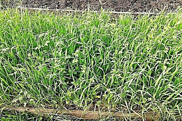 How to use barley as a green manure?